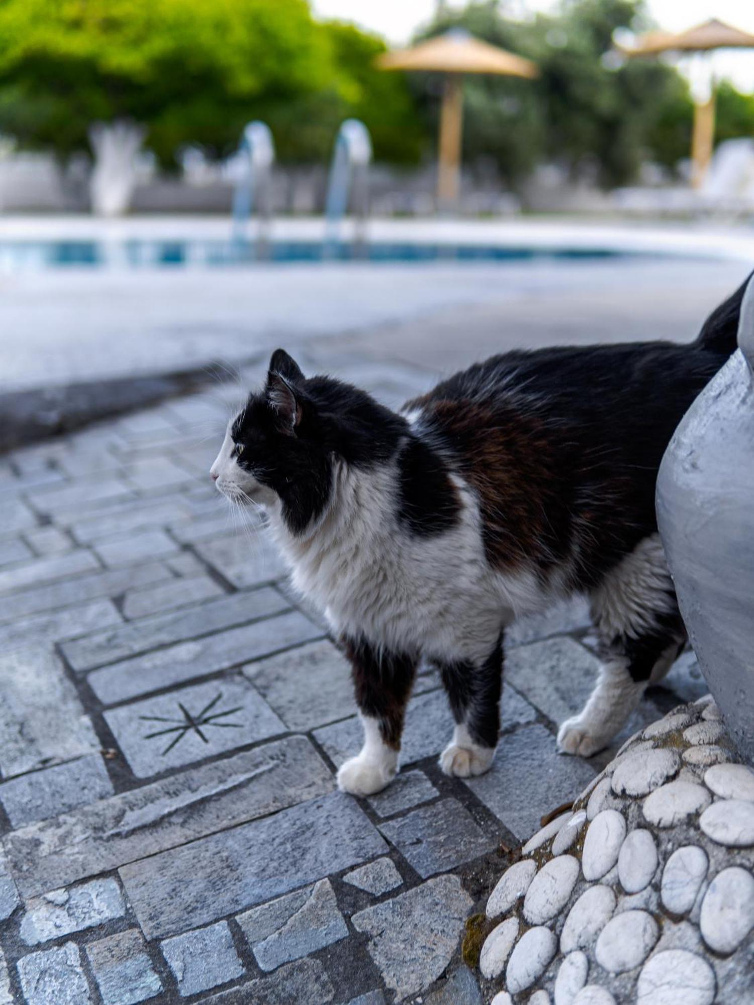 Manos Pension Faliraki Buitenkant foto